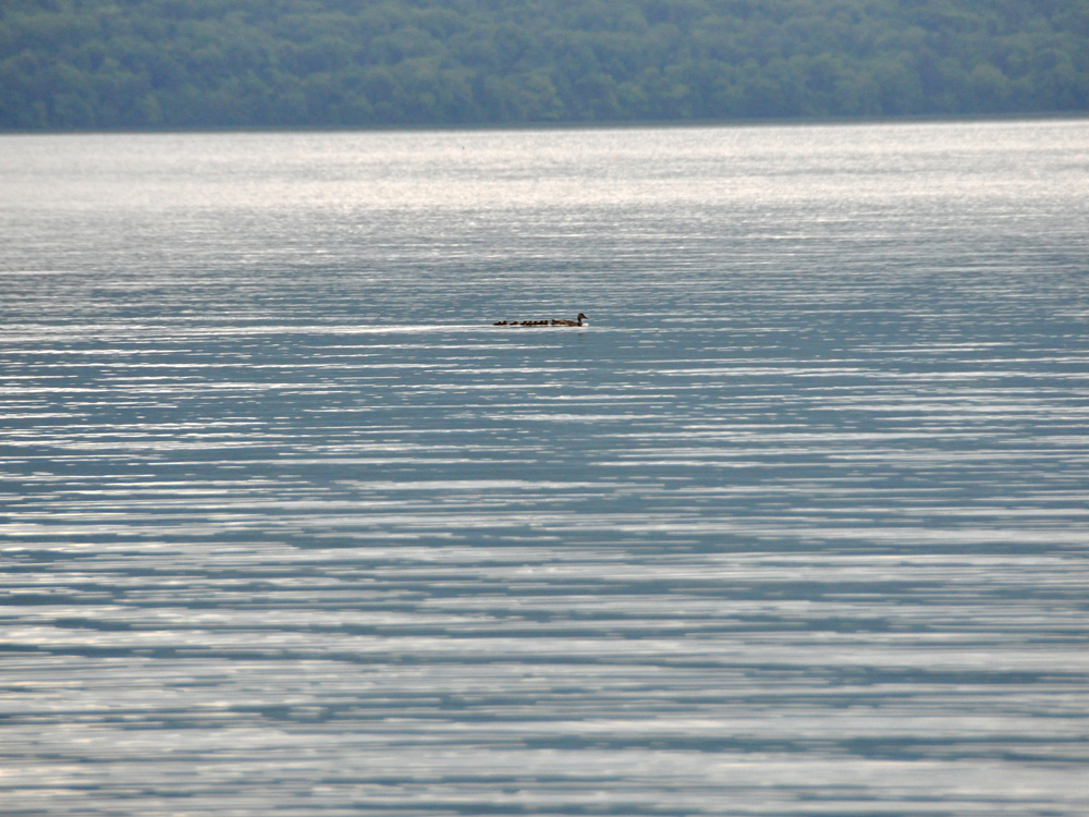 dsc_0807.jpg